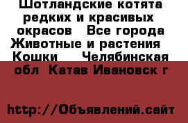 Шотландские котята редких и красивых  окрасов - Все города Животные и растения » Кошки   . Челябинская обл.,Катав-Ивановск г.